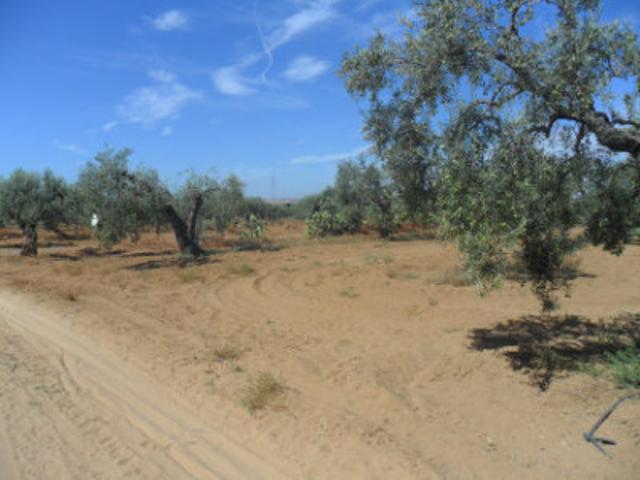 Terreno en venta en Sanlúcar la Mayor, Ferrocarril photo 0