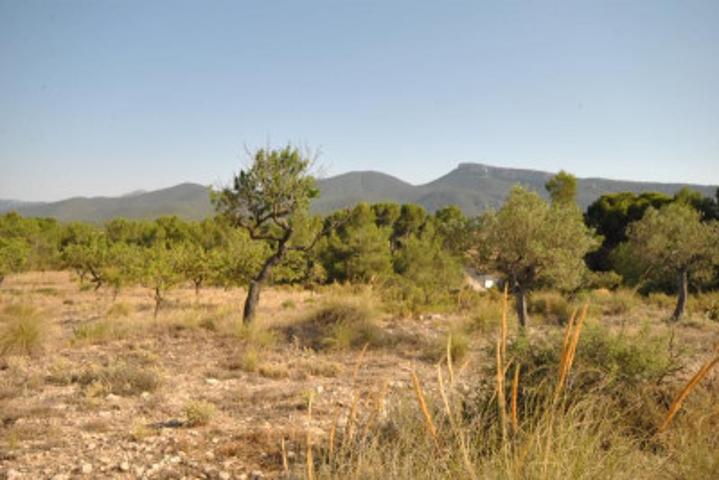 Terreno en venta en Castalla, Castalla photo 0