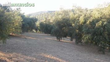 Chalet en venta en Archidona, Archidona photo 0