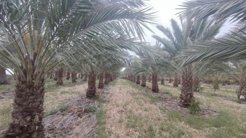 Chalet en venta en Albatera, Albatera photo 0