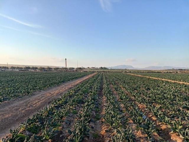 Chalet en venta en Torre-Pacheco, Balsicas photo 0