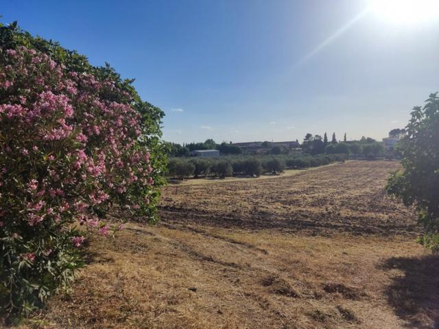 Terreno en venta en Cabra, Cerca del mitra photo 0