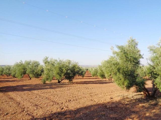 Chalet en venta en Moral de Calatrava, Moral De Calatrava photo 0