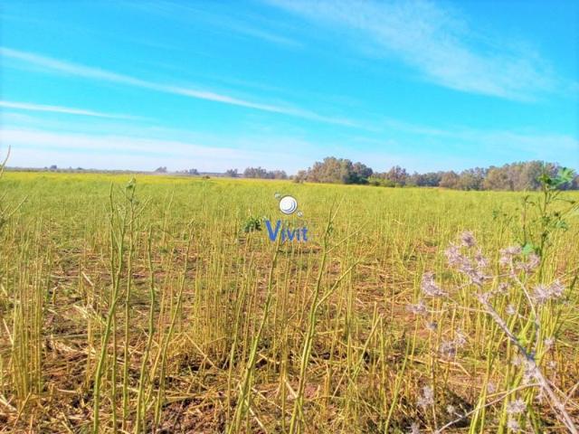 Chalet en venta en Carmona, Carmona photo 0