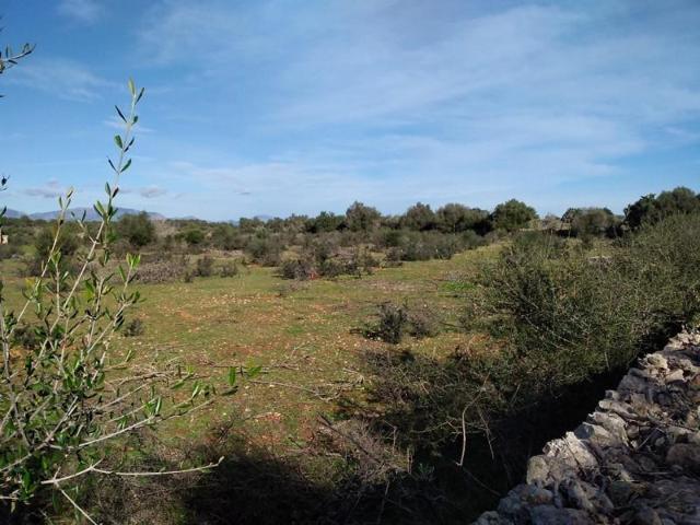 Terreno en venta en Algaida, Algaida campo photo 0