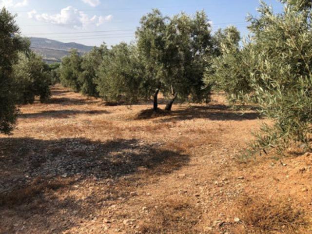 Chalet en venta en Archidona, Archidona photo 0