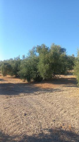 Chalet en venta en Villacarrillo, Villacarrillo photo 0