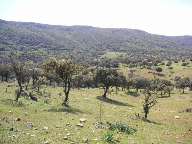 Terreno en venta en Brazatortas, Brazatortas photo 0