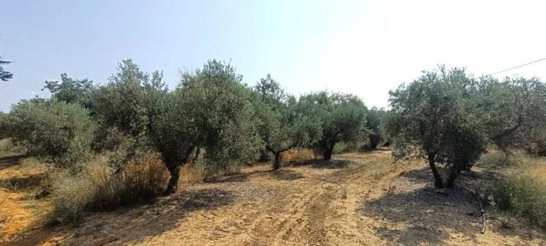 Terreno en venta en Alcalá de Guadaira, Urbanizaciones Periferias photo 0