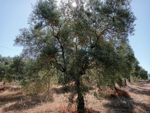 Chalet en venta en Villanueva del Trabuco, Villanueva Del Trabuco photo 0