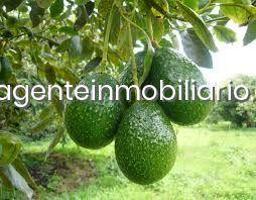 Casa con terreno en venta en San Roque, Guadiaro photo 0