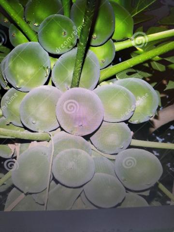 Chalet en venta en Guía de Isora, Guia de Isora photo 0