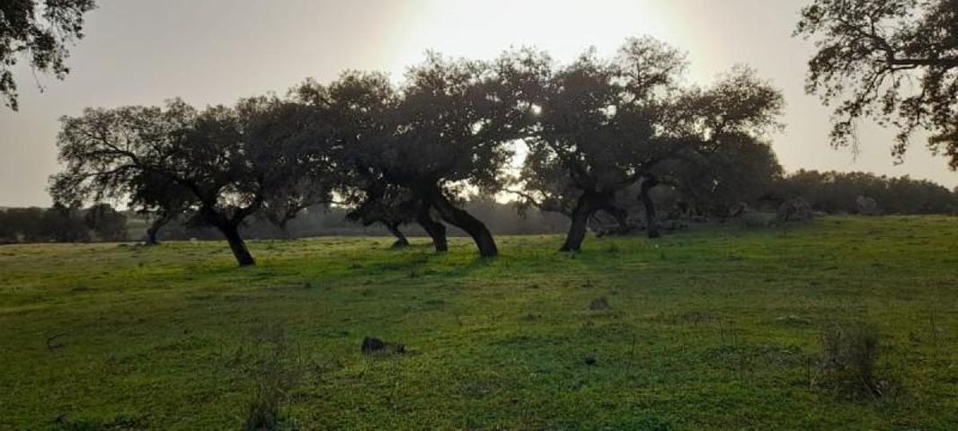 Chalet en venta en Zafra, Zafra photo 0