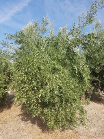 Chalet en venta en Villanueva del Arzobispo, Villanueva Del Arzobispo photo 0