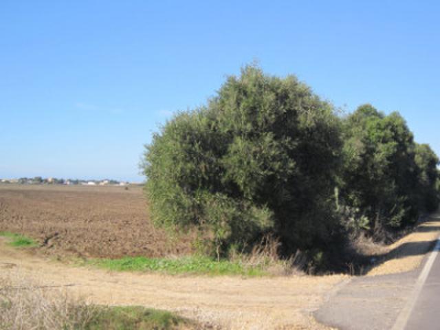 Parcela en venta en Vejer de la Frontera, Mangueta photo 0