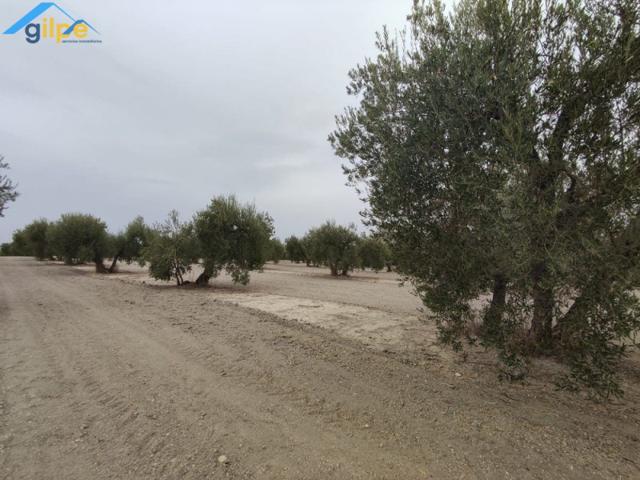 Parcela en venta en Arahal, Arahal photo 0