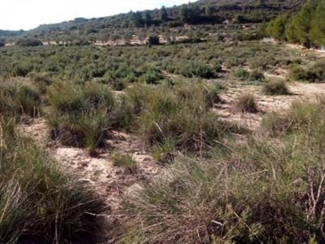 Parcela en venta en Almansa, Los Espetones photo 0