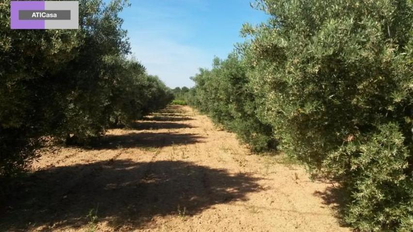 Parcela en venta en Godelleta, Cuesta sastre photo 0