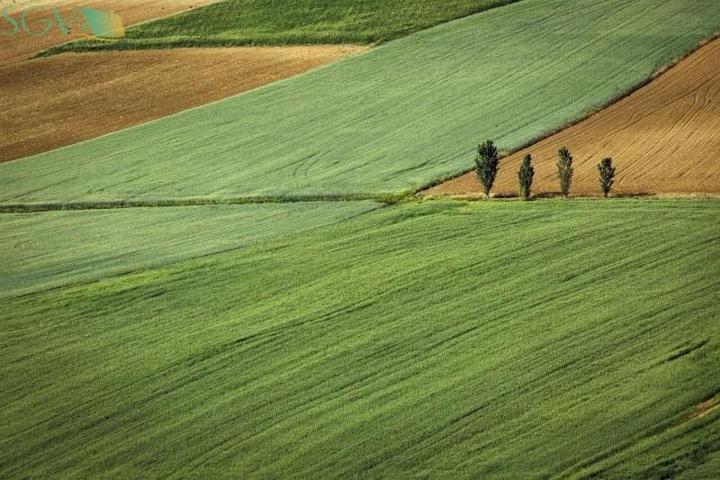 Parcela en venta en Novelda, CAMPET photo 0