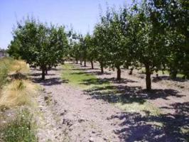 Parcela en venta en Cehegín, CEHEGIN photo 0