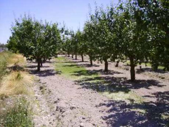 Parcela en venta en Cehegín, CEHEGIN photo 0