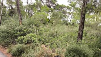 Parcela en venta en Manacor, Manacor photo 0