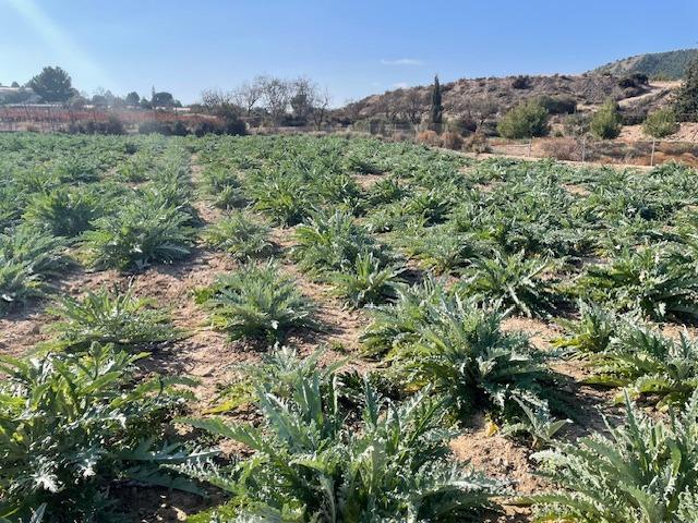 Parcela en venta en Totana, Zona secanos photo 0