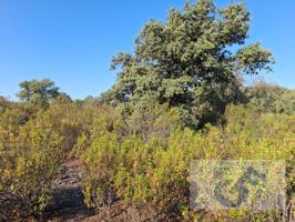 Parcela en venta en Pozoblanco photo 0