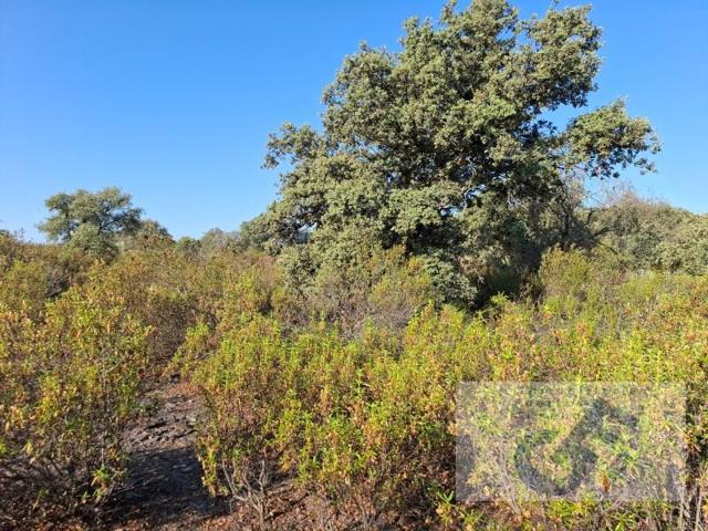 Parcela en venta en Pozoblanco photo 0