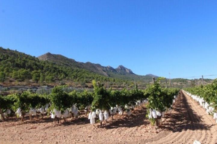 Parcela en venta en La Romana, BOQUERA photo 0