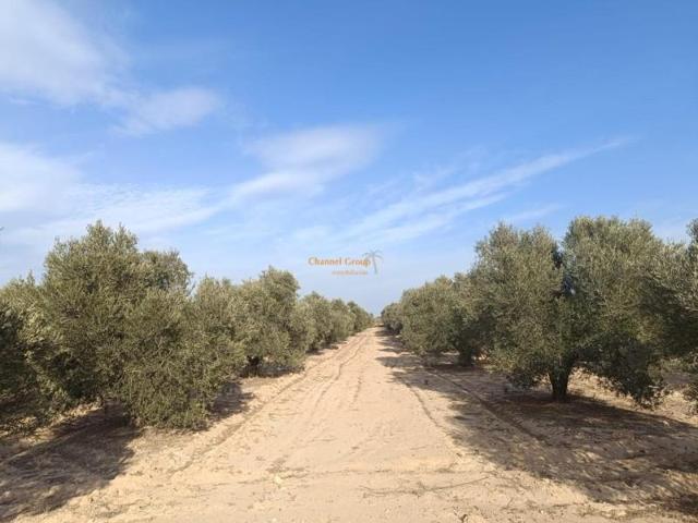 Parcela en venta en Elche, El molar photo 0