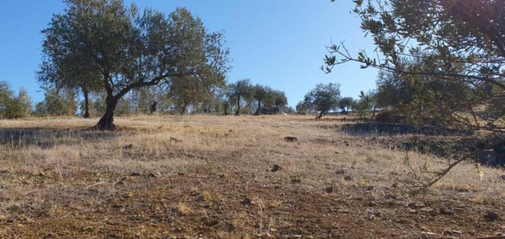 Parcela en venta en Tolox, Tolox photo 0