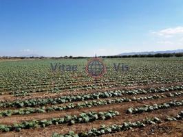 Parcela en venta en Lorca, Campillo photo 0
