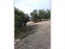 Terreno en venta en Rute, Llanos de Don Juan photo 0