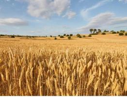 Parcela en venta en Ciutadilla, Guimera photo 0