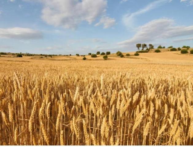 Parcela en venta en Ciutadilla, Guimera photo 0