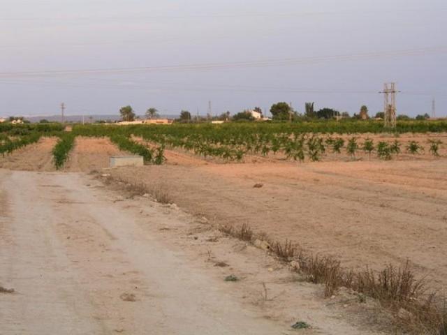 Parcela en venta en Elche, XLas bayas photo 0