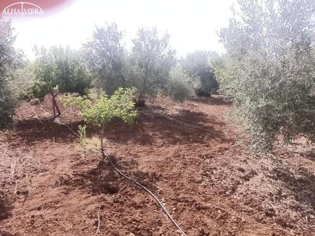 Parcela en venta en Gerena, Gerena photo 0