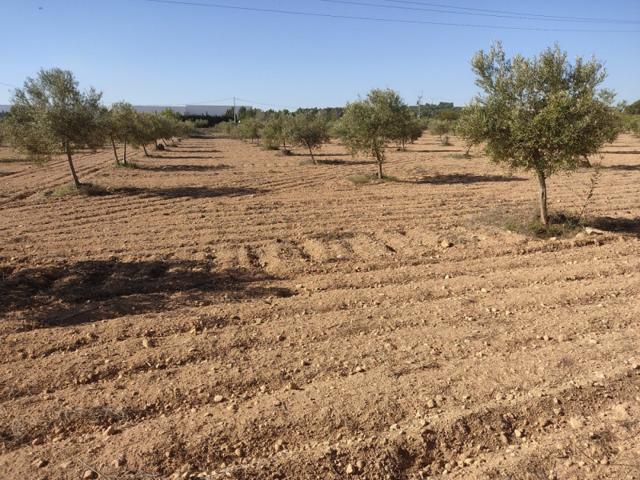 Parcela en venta en Almansa, El Hondo photo 0
