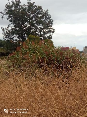 Parcela en venta en Güimar, G&Uuml;&Iacute;MAR, ARAFO photo 0