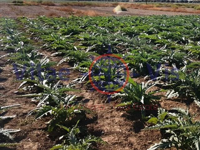 Parcela en venta en Lorca, Campillo photo 0