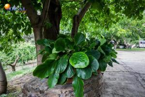 Parcela en venta en Güejar Sierra, GÜEJAR SIERRA photo 0