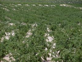 Parcela en venta en Jumilla, Jumilla centro photo 0