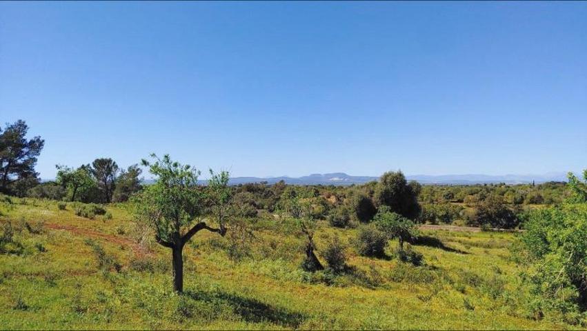 Parcela en venta en Felanitx, SHorta - Cas Concos des Cavaller photo 0