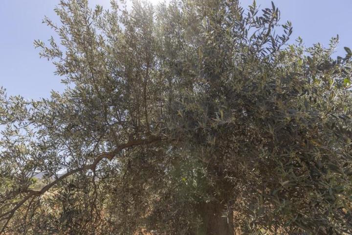 Terreno en venta en Cozvíjar, Cozvíjar photo 0