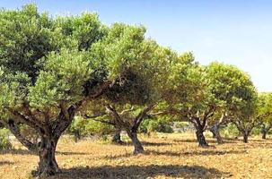 Terreno en venta en Pizarra photo 0