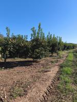 Terreno en venta en Carlet photo 0