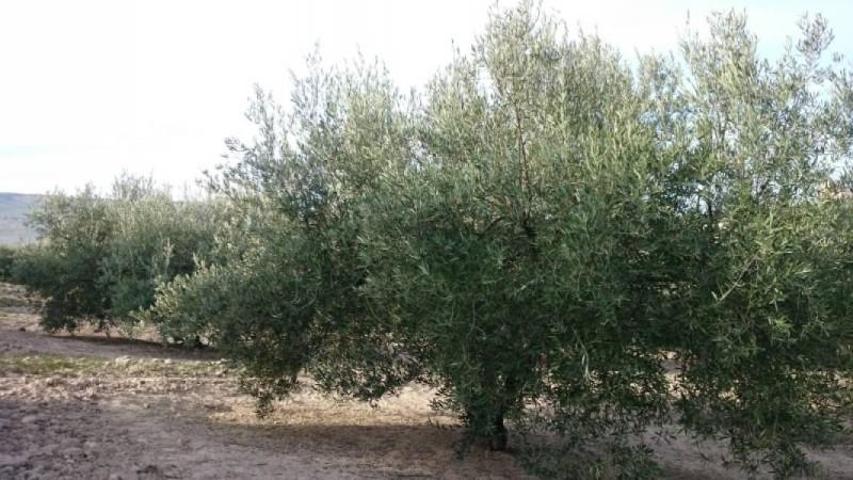 Casa con terreno en venta en Baena, Ruedo de baena photo 0