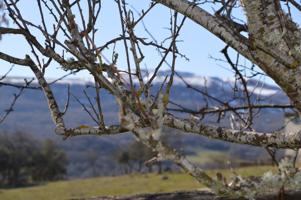 Casa con terreno en venta en Pedrosa photo 0