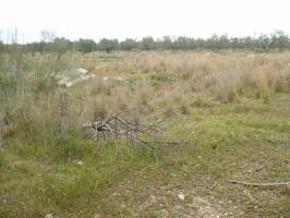 Terreno en venta en Carmona, Carmona photo 0